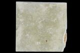 Cretaceous Brittle Star (Geocoma) Fossil - Lebanon #106202-1